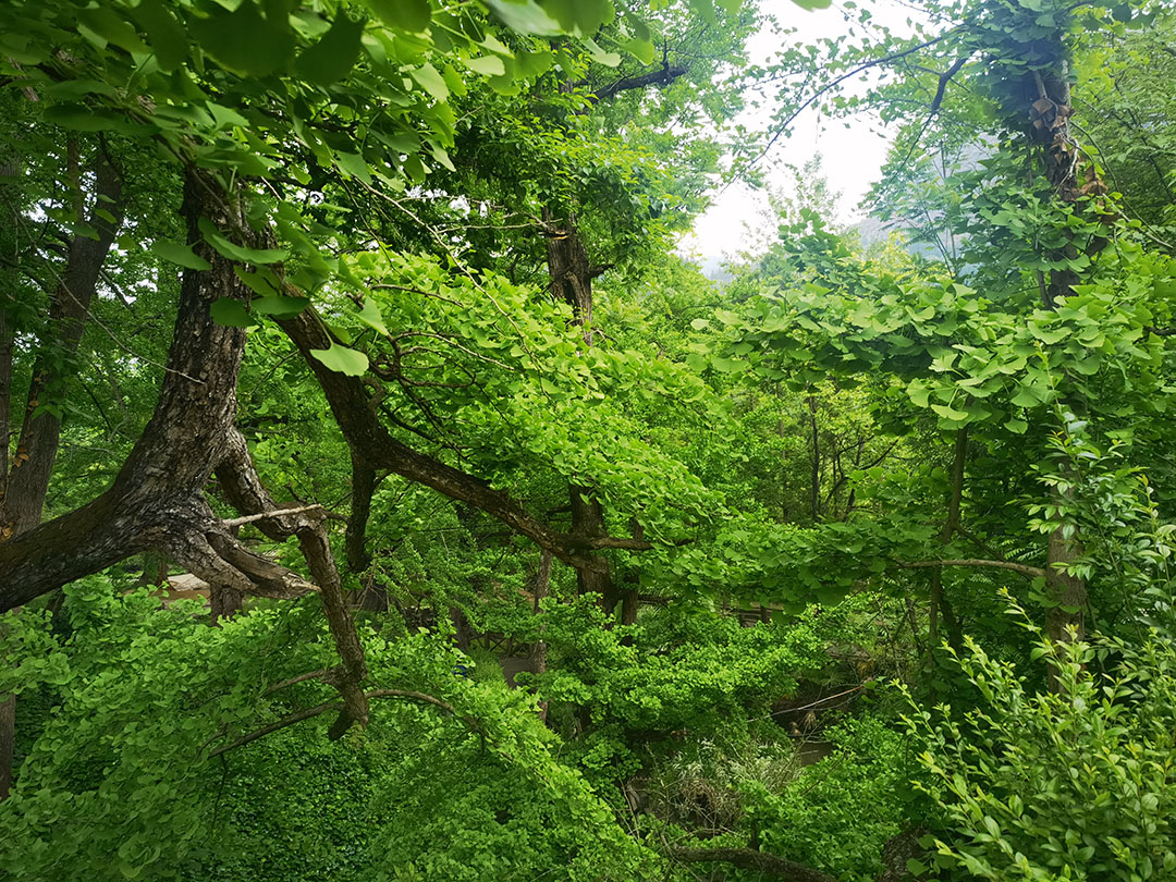 夏日图片